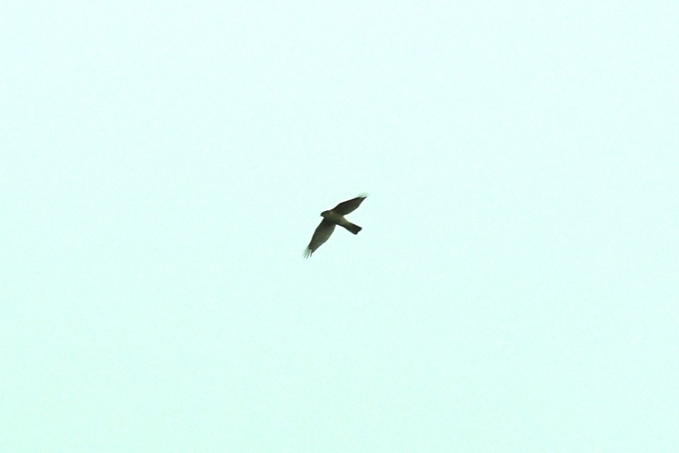Eurasian Sparrowhawk - ML499995511
