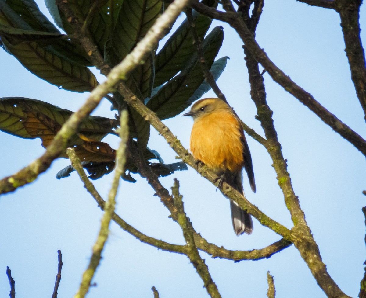 Brown-backed Chat-Tyrant - ML499995791