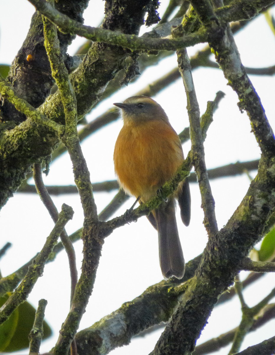 Brown-backed Chat-Tyrant - ML499995801