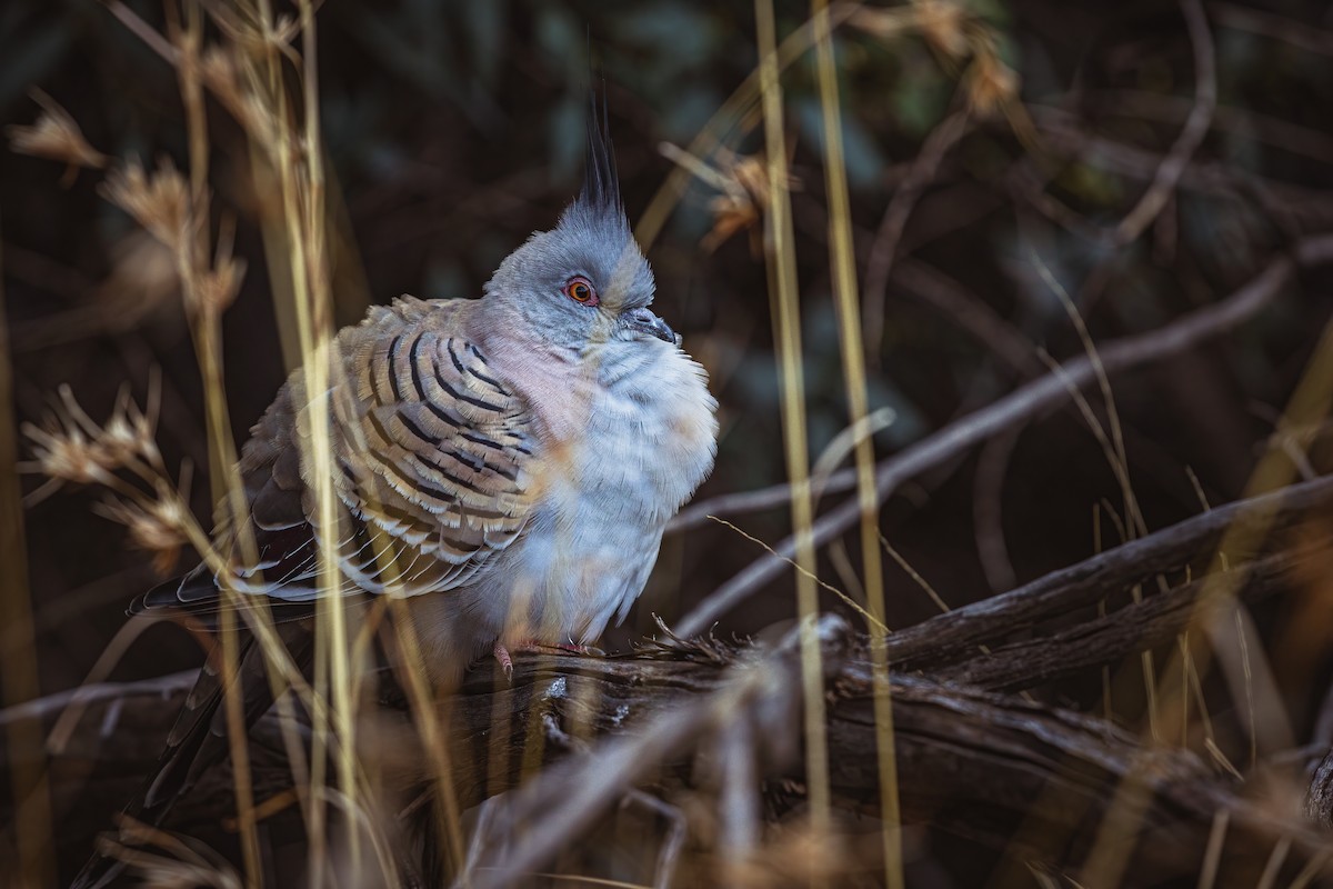 Crested Pigeon - ML499998911