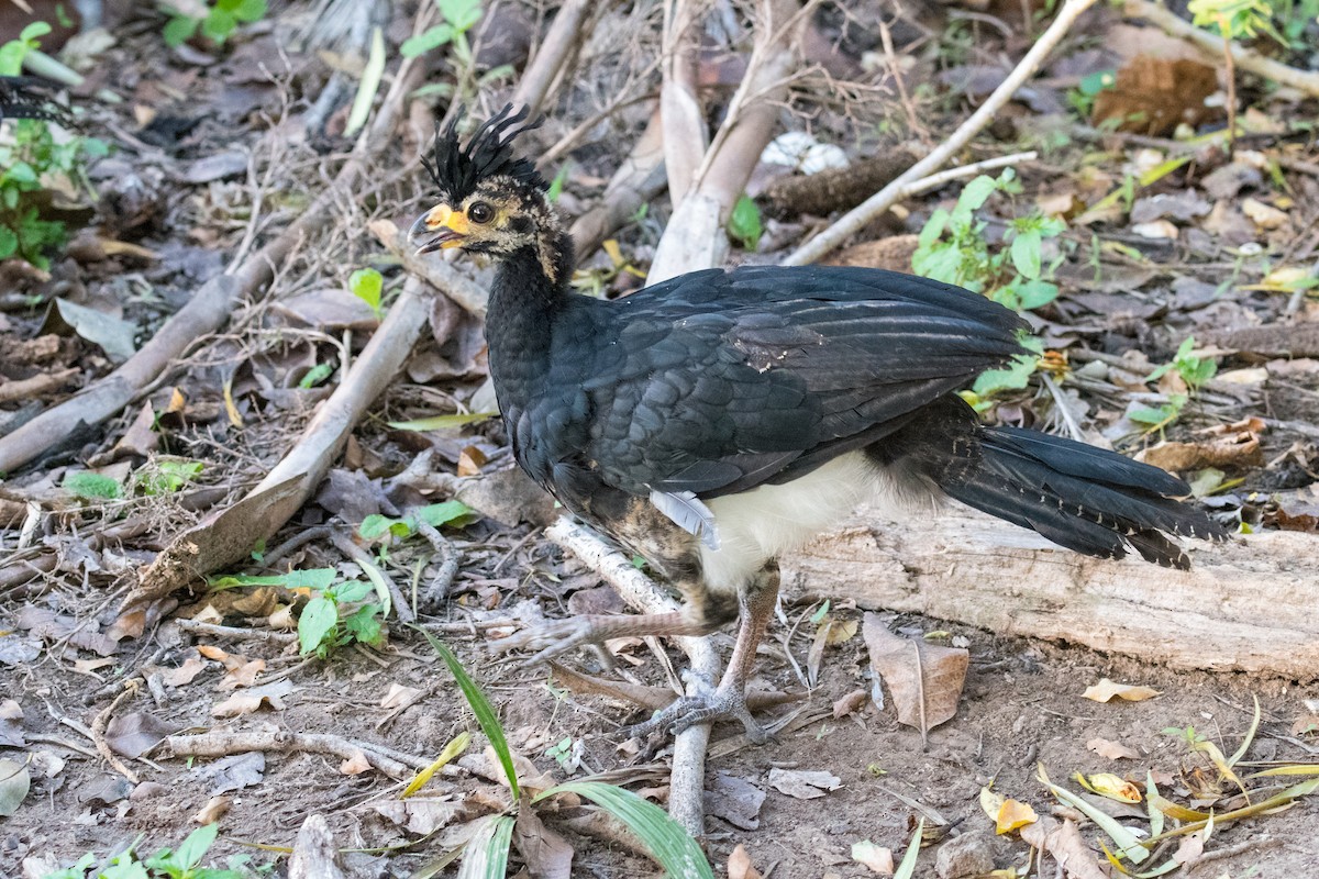 Bare-faced Curassow - ML500004541