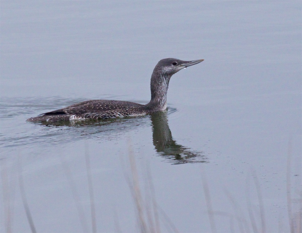 Red-throated Loon - ML500005341