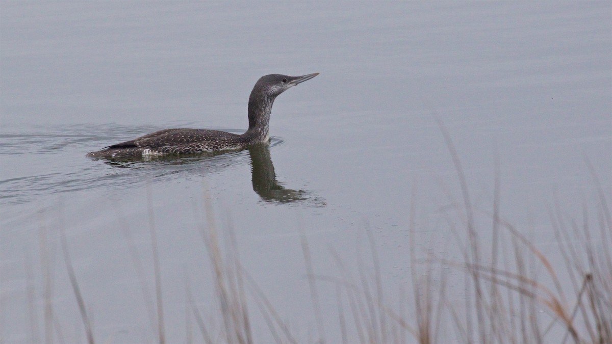 Red-throated Loon - ML500005361