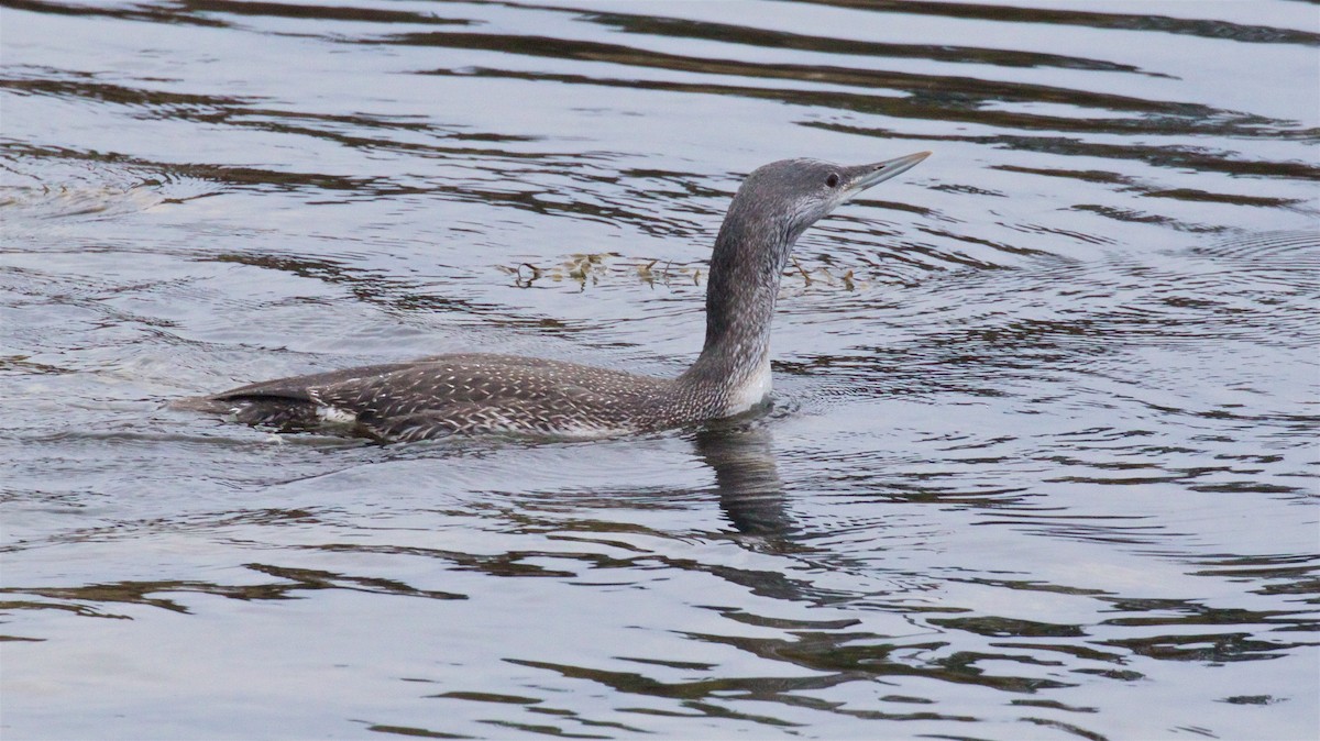 Red-throated Loon - ML500005371