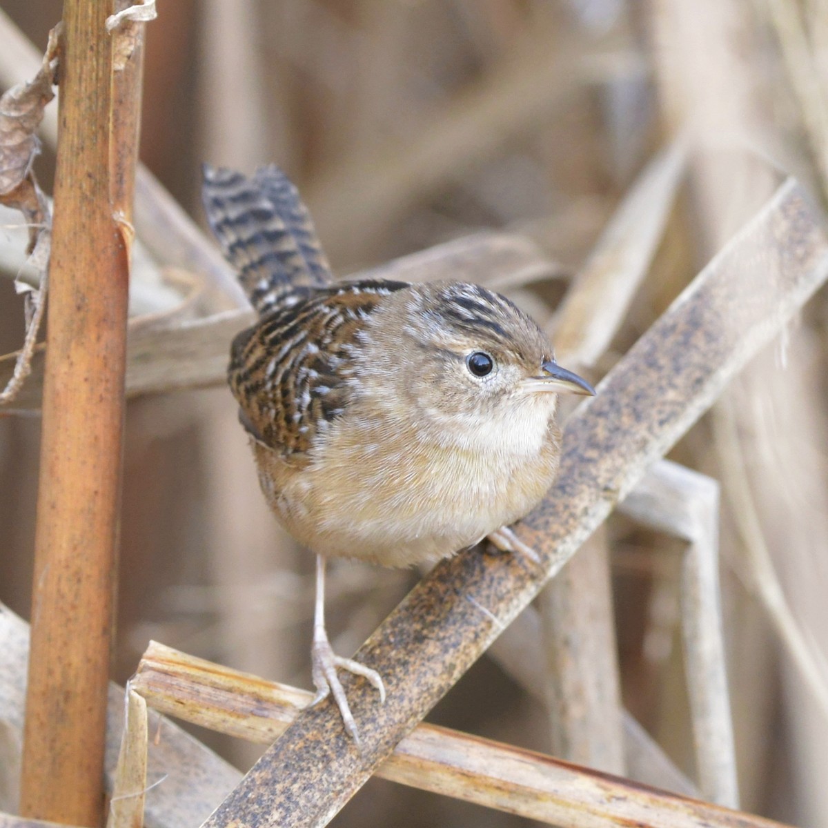 New Jersey EBird Checklist - 2 Nov 2022 - Edwin B. Forsythe NWR ...