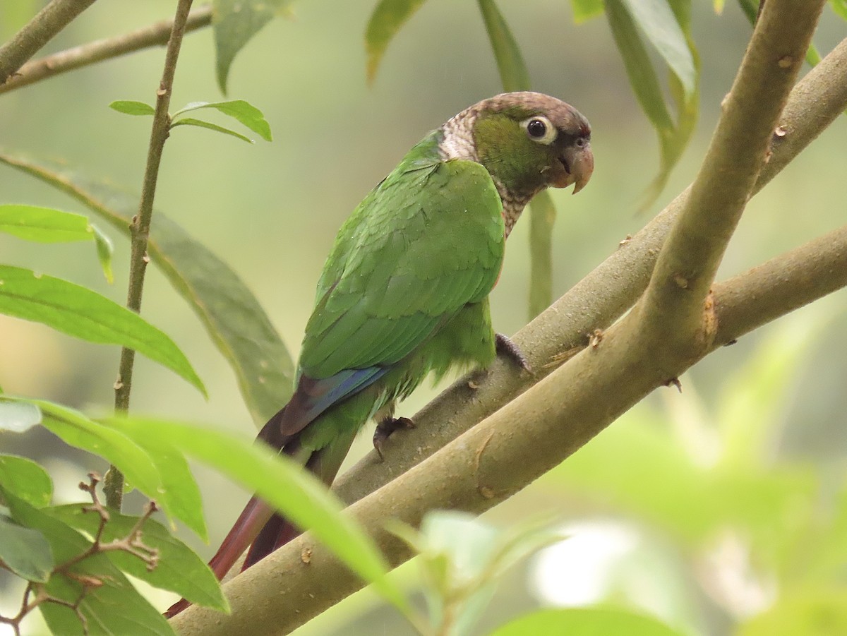Maroon-tailed Parakeet - Santiago Dueñas Trejo