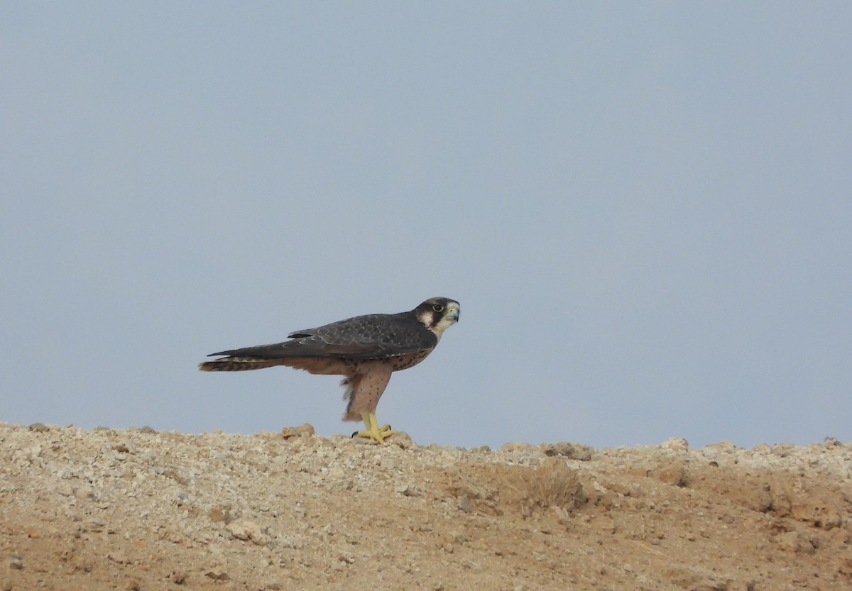 Peregrine Falcon (Barbary) - ML500014321