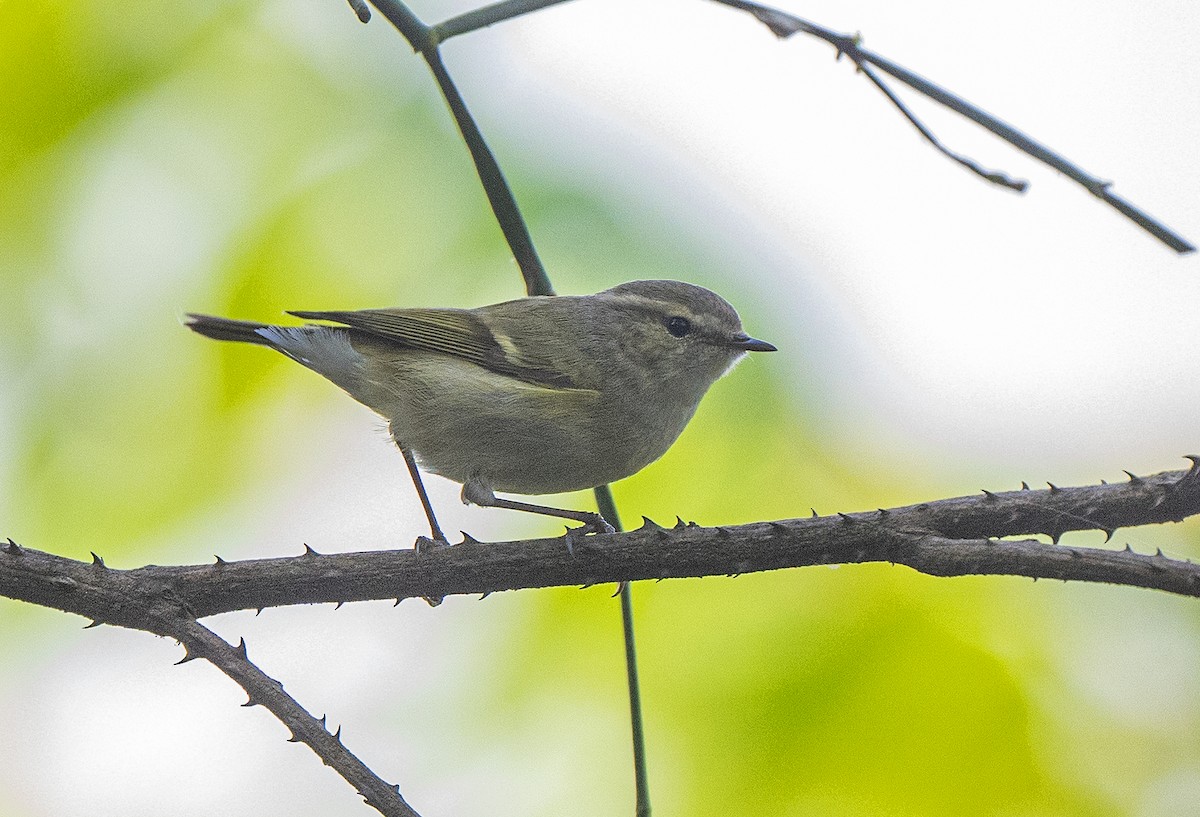 Hume's Warbler - ML500015351