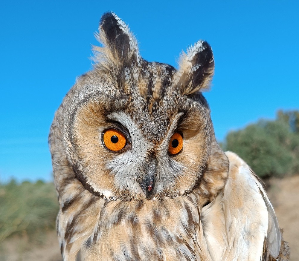 Long-eared Owl - ML500021921