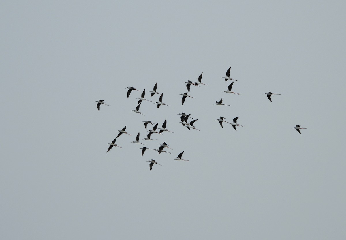 eBird Checklist - 6 Sep 2021 - Wadi Lahami Mangroves - 30 species