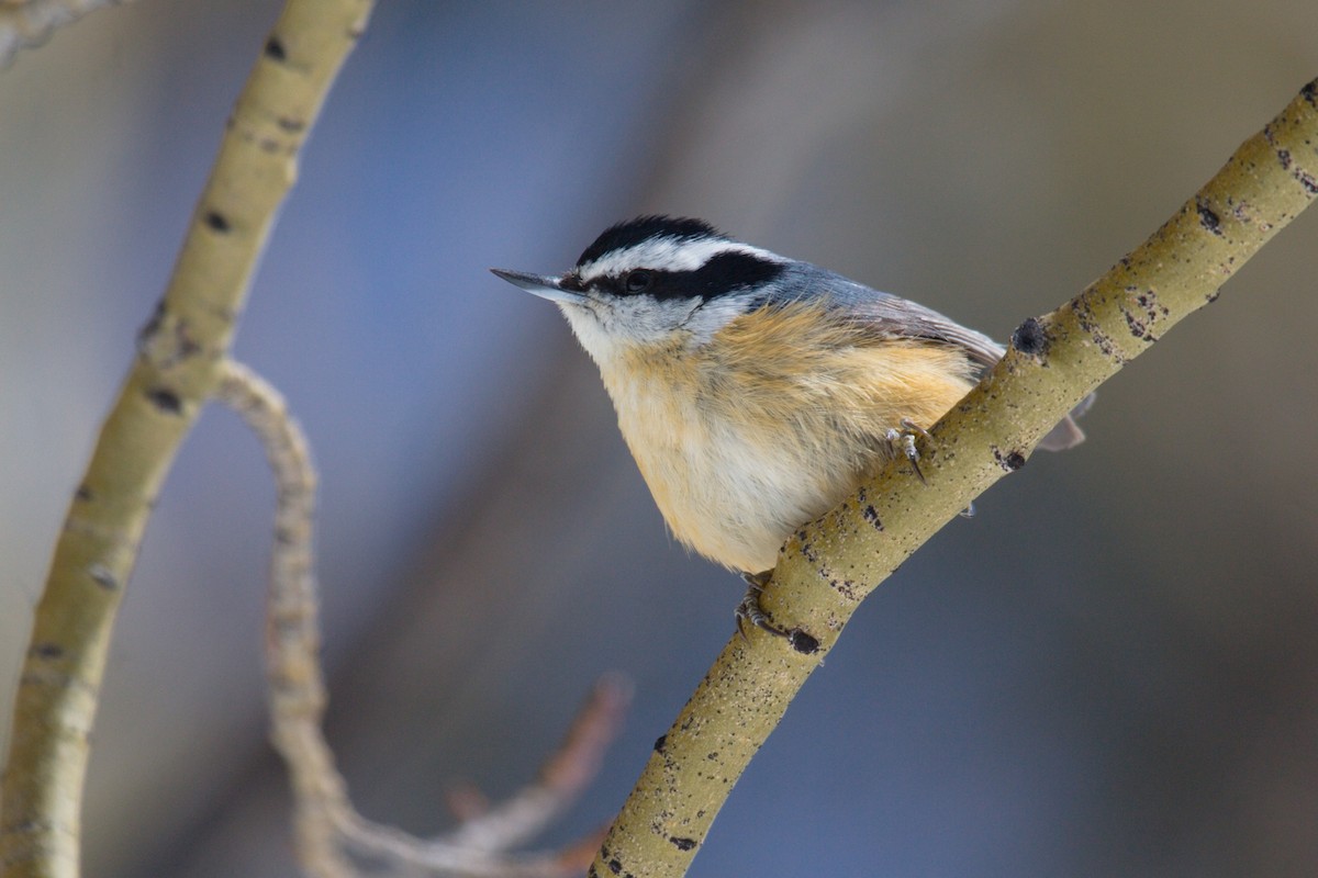 Red-breasted Nuthatch - Don-Jean Léandri-Breton