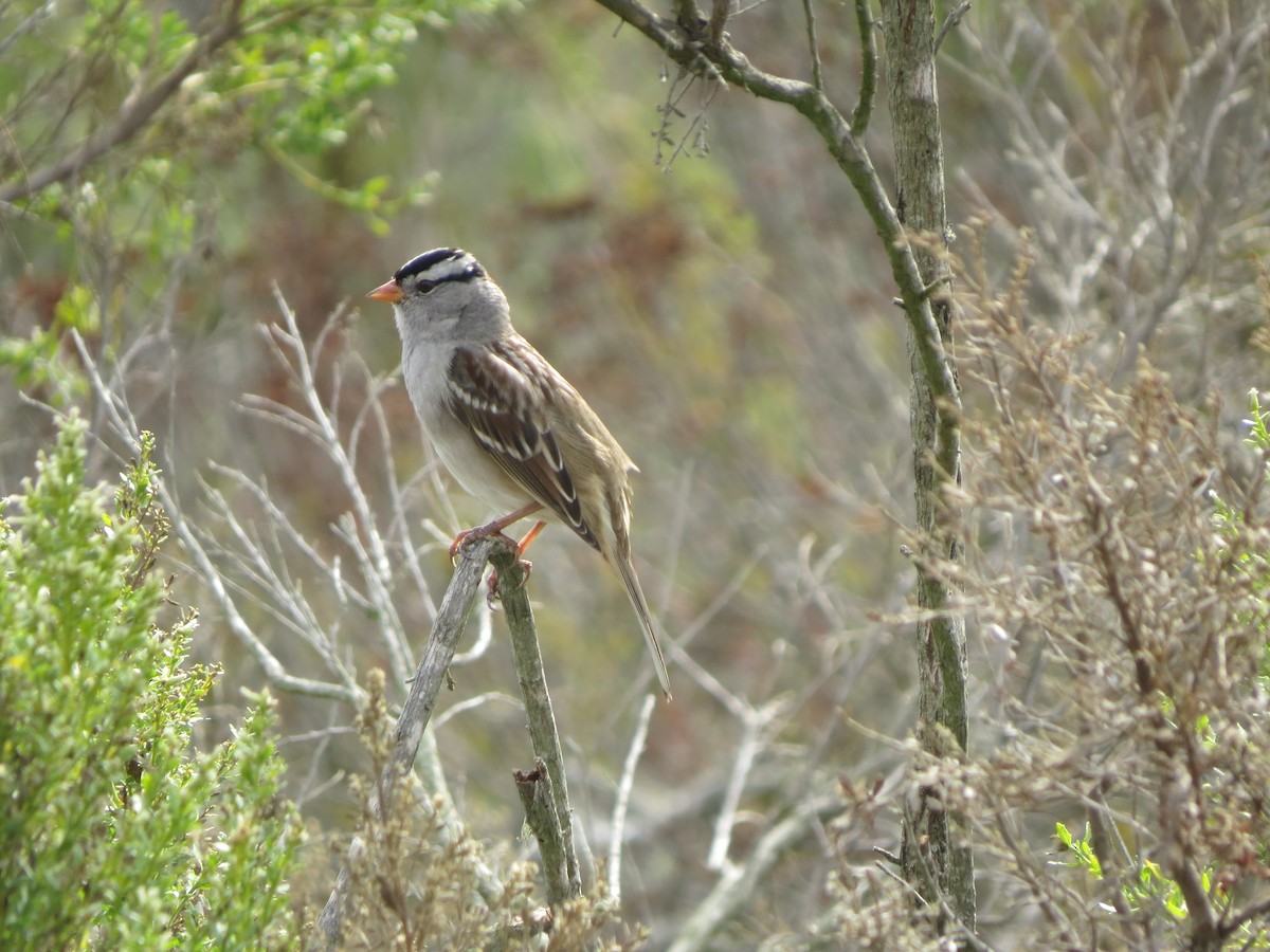 White-crowned Sparrow - ML500039261