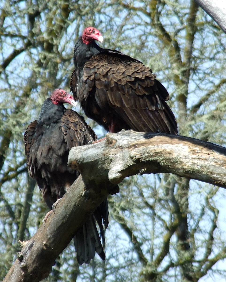 Turkey Vulture - ML500041561