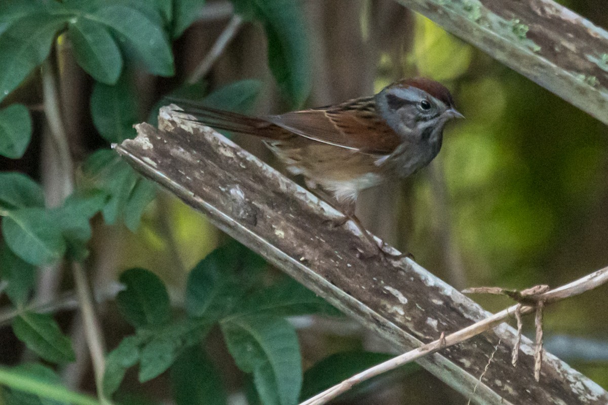 Swamp Sparrow - ML500041871