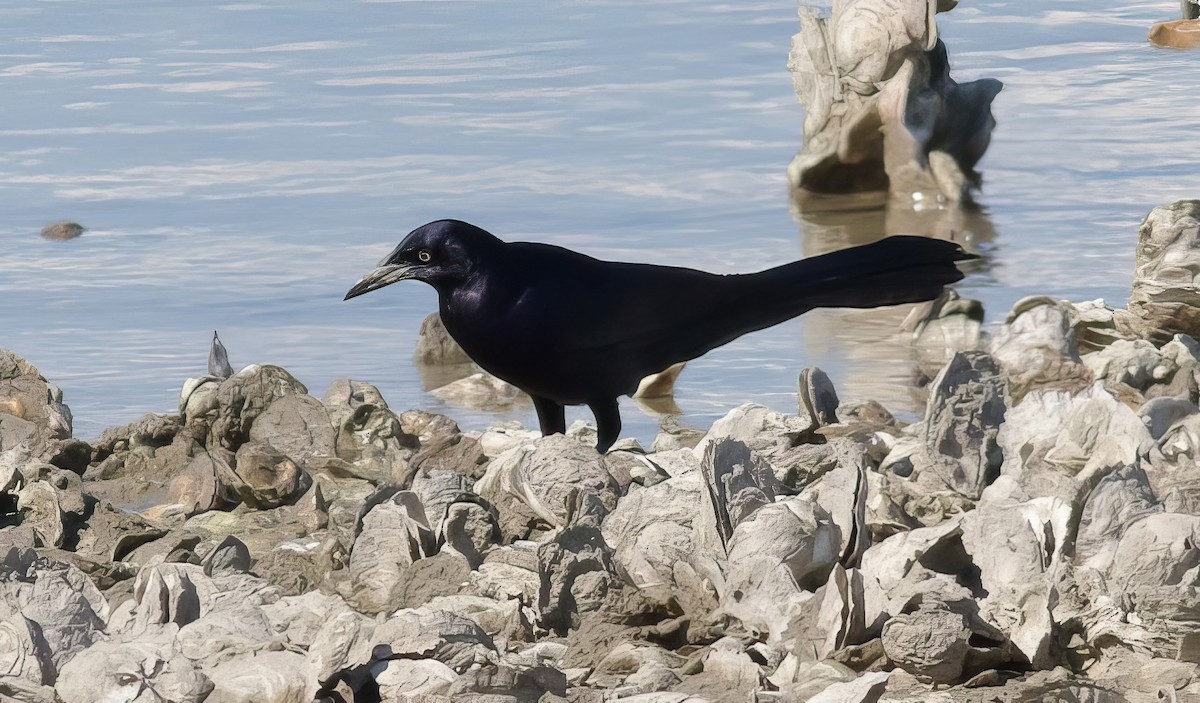 Great-tailed Grackle - ML500043421