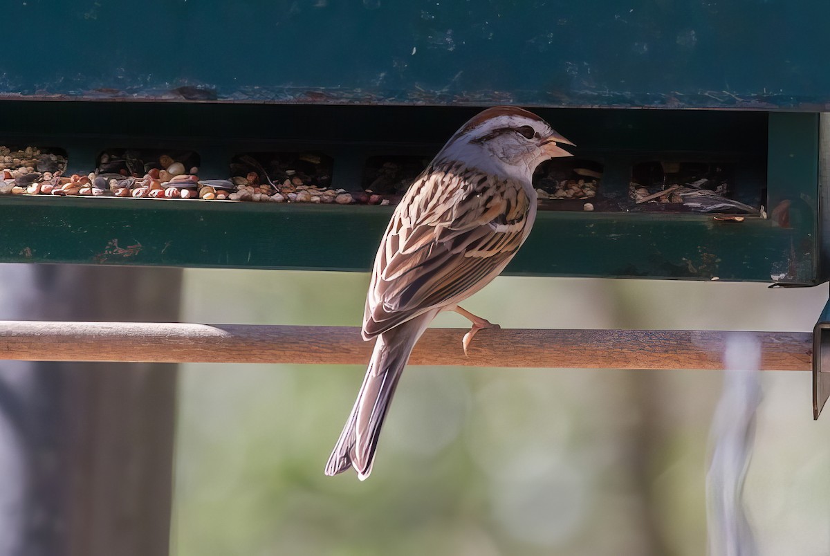 Chipping Sparrow - ML500043711