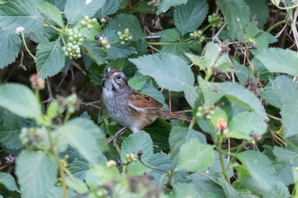 Swamp Sparrow - ML500045451