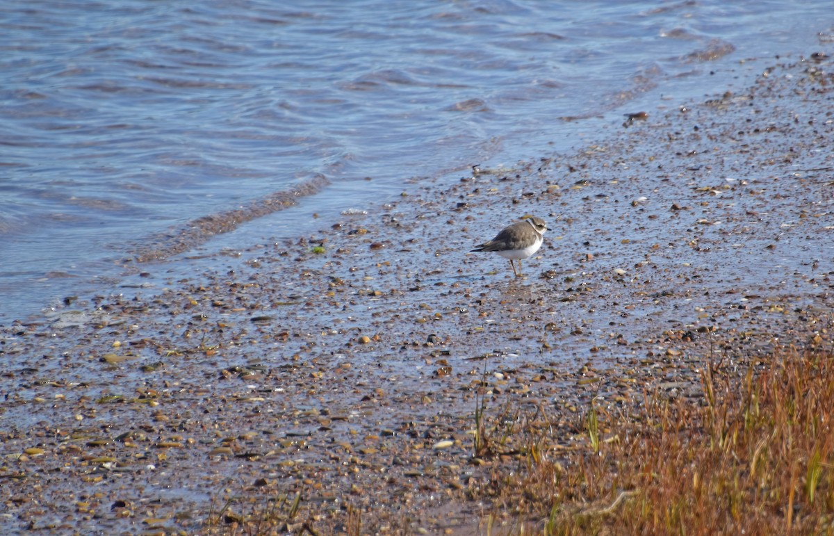 Semipalmated Plover - ML500046181