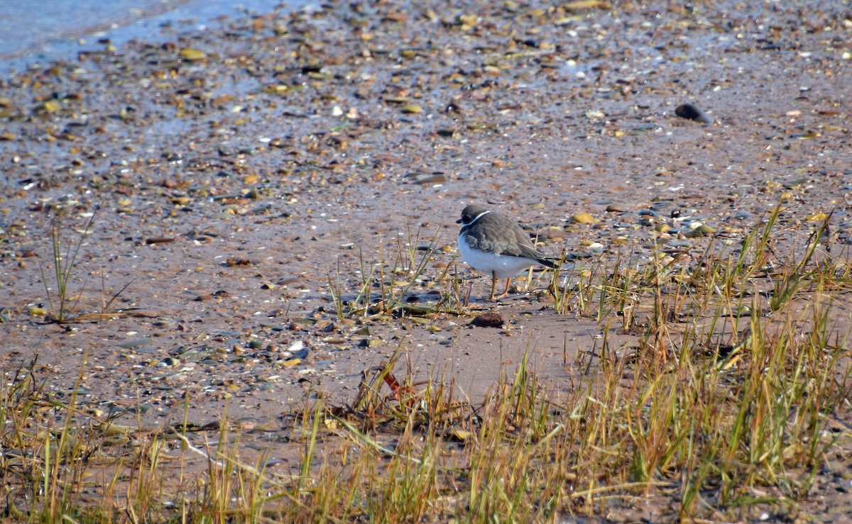Semipalmated Plover - ML500046191
