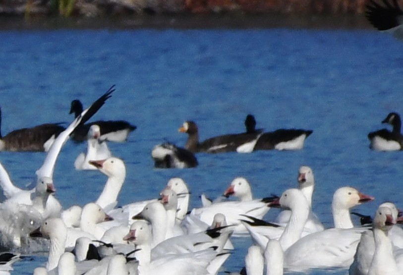 Greater White-fronted Goose - ML500049291