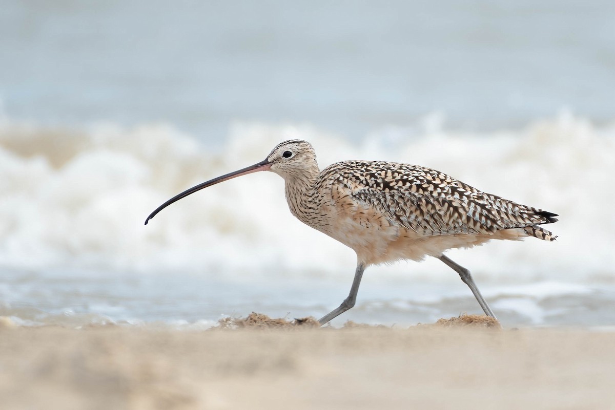 Long-billed Curlew - ML500050841