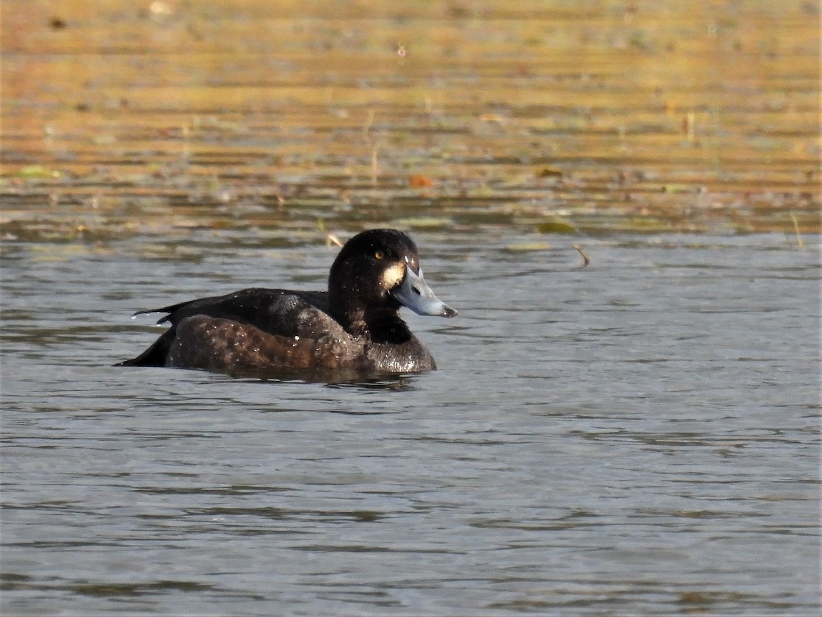 Greater Scaup - ML500050911