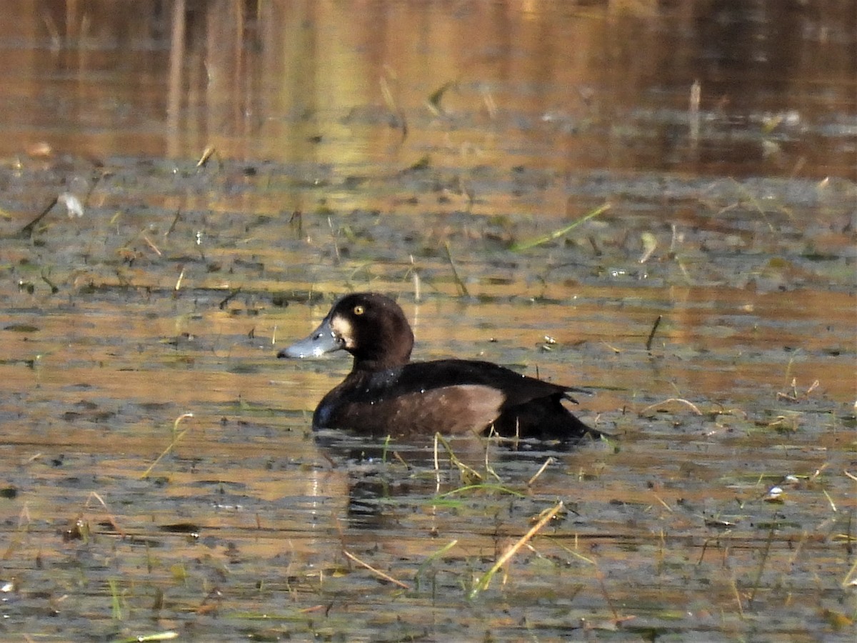 Greater Scaup - ML500050921