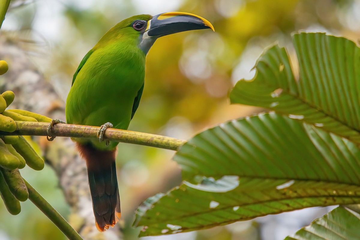 Southern Emerald-Toucanet (Santa Marta) - Jaap Velden