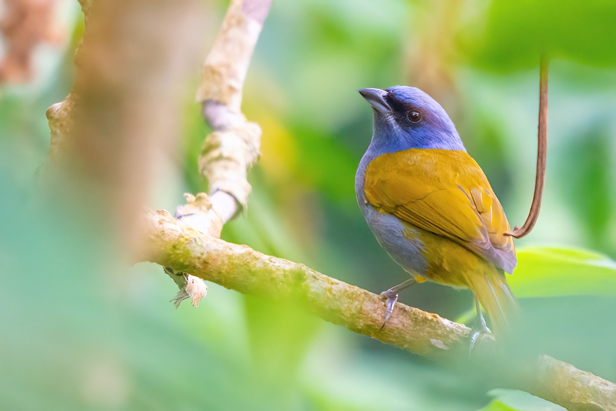 Blue-capped Tanager - ML500057591