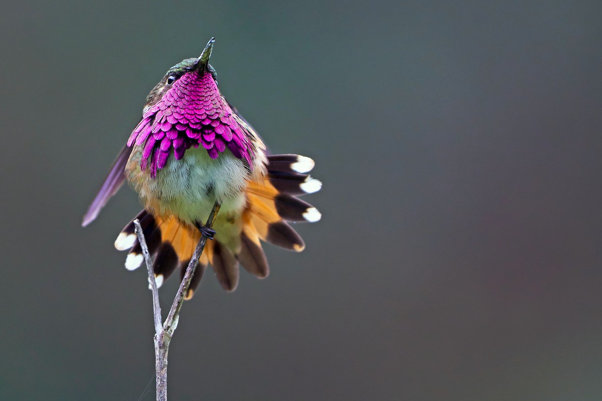 Wine-throated Hummingbird - Daniel López-Velasco | Ornis Birding Expeditions