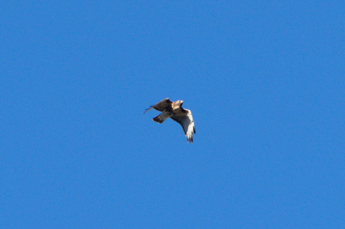 Red-tailed Hawk - ML500057781