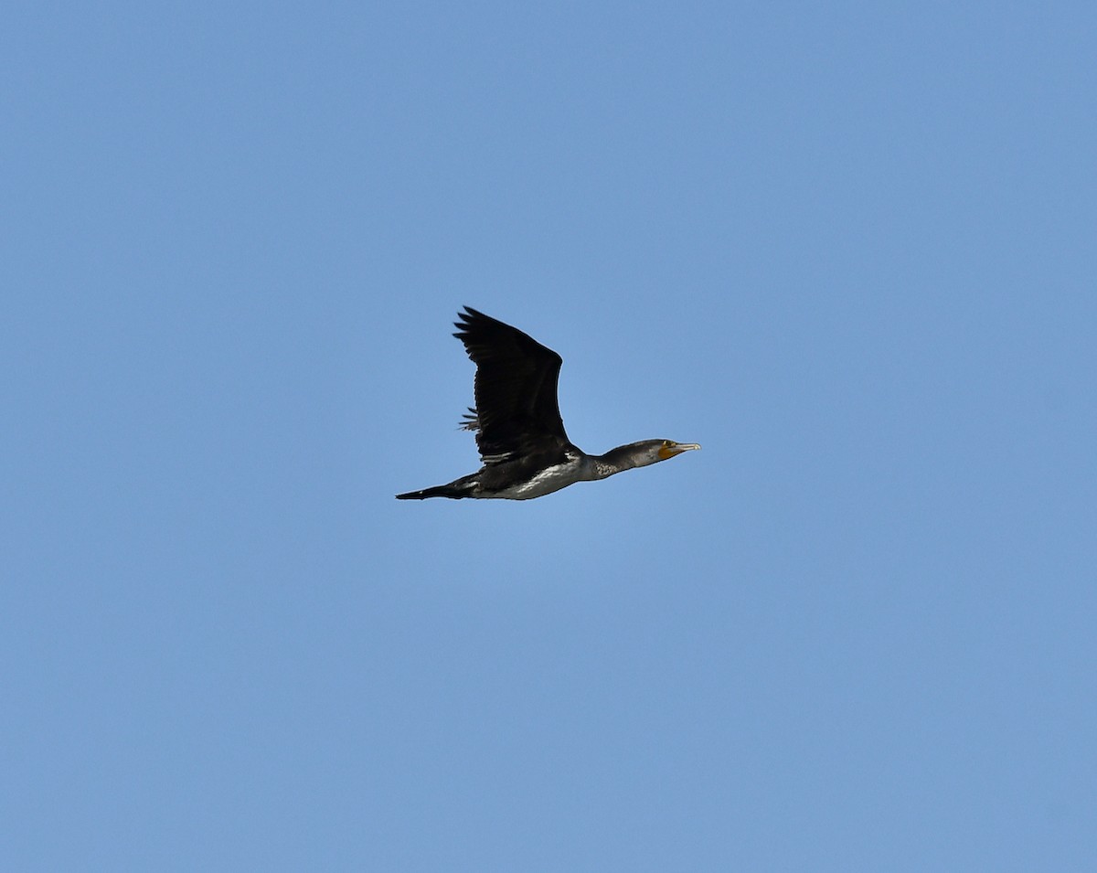 Great Cormorant (Moroccan) - ML500061571