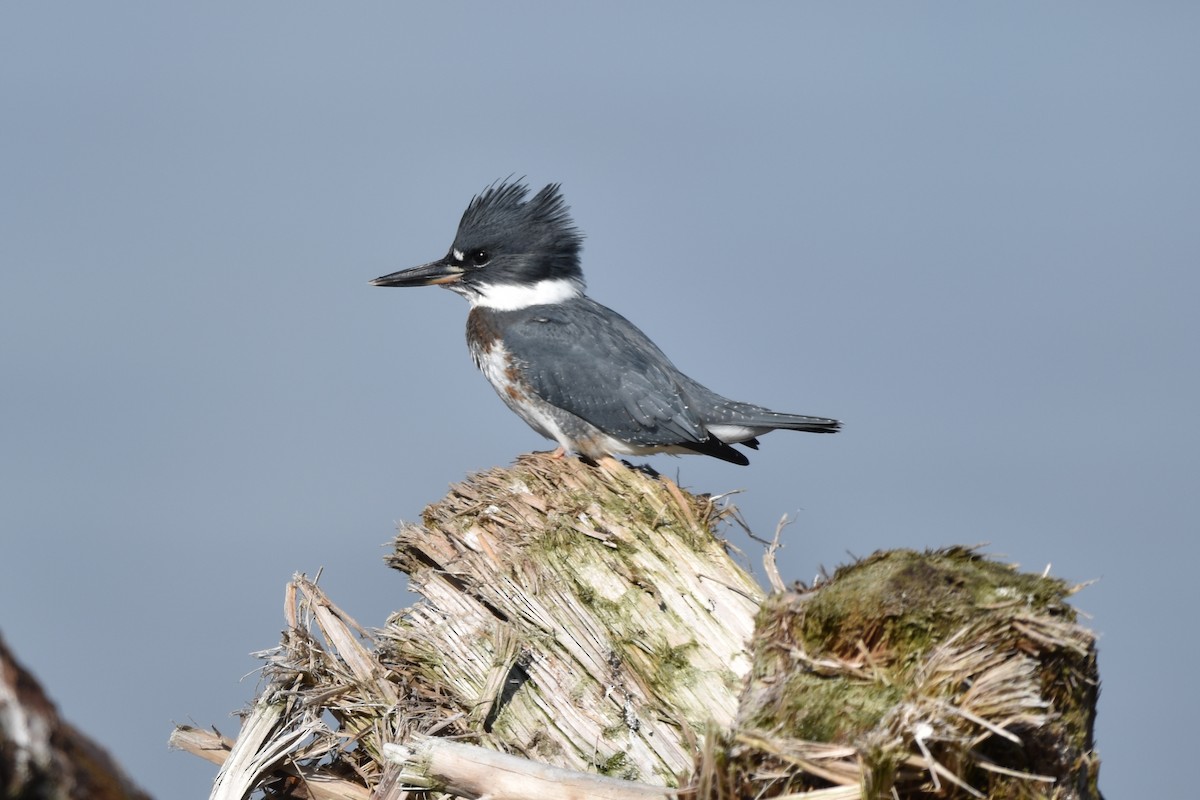 Belted Kingfisher - ML500063801