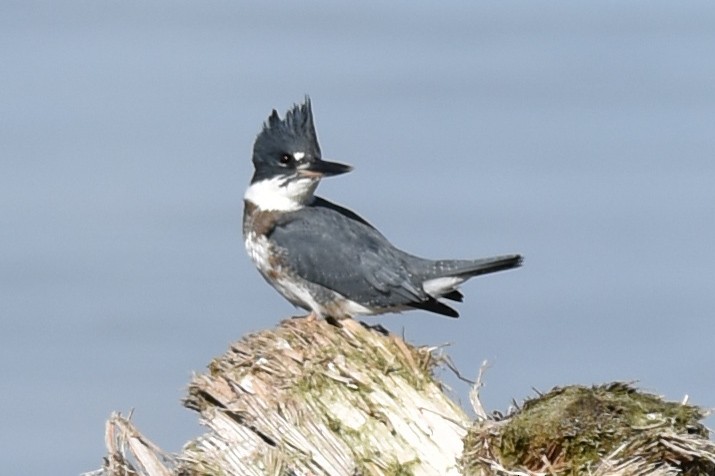 Belted Kingfisher - ML500063981