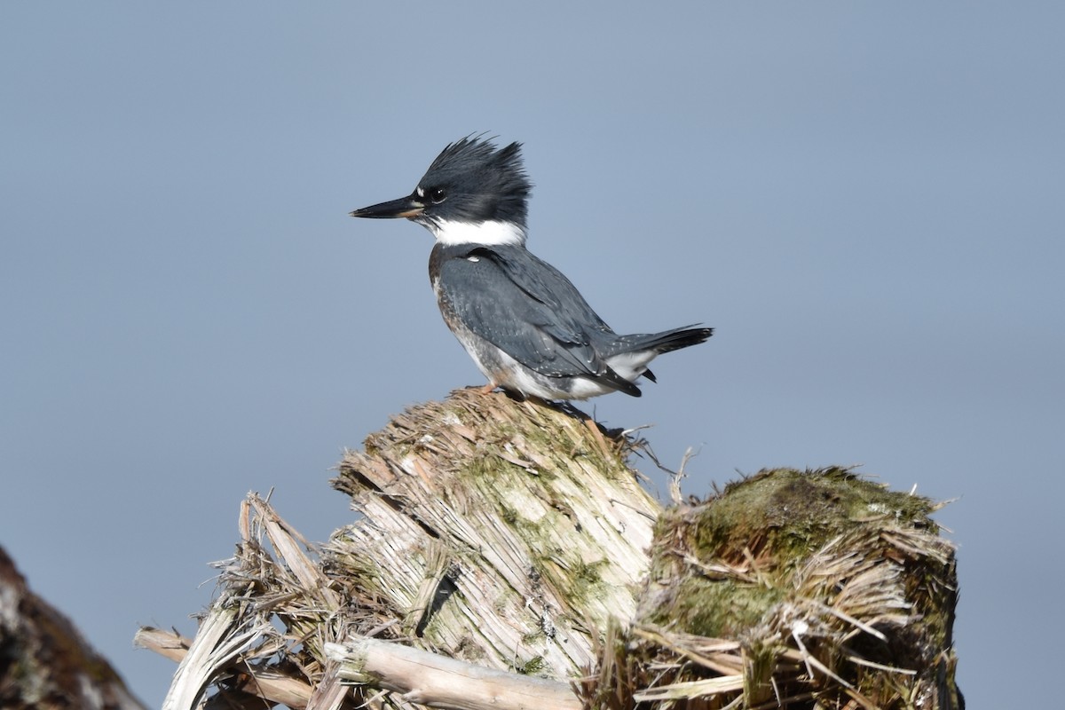 Belted Kingfisher - ML500064041
