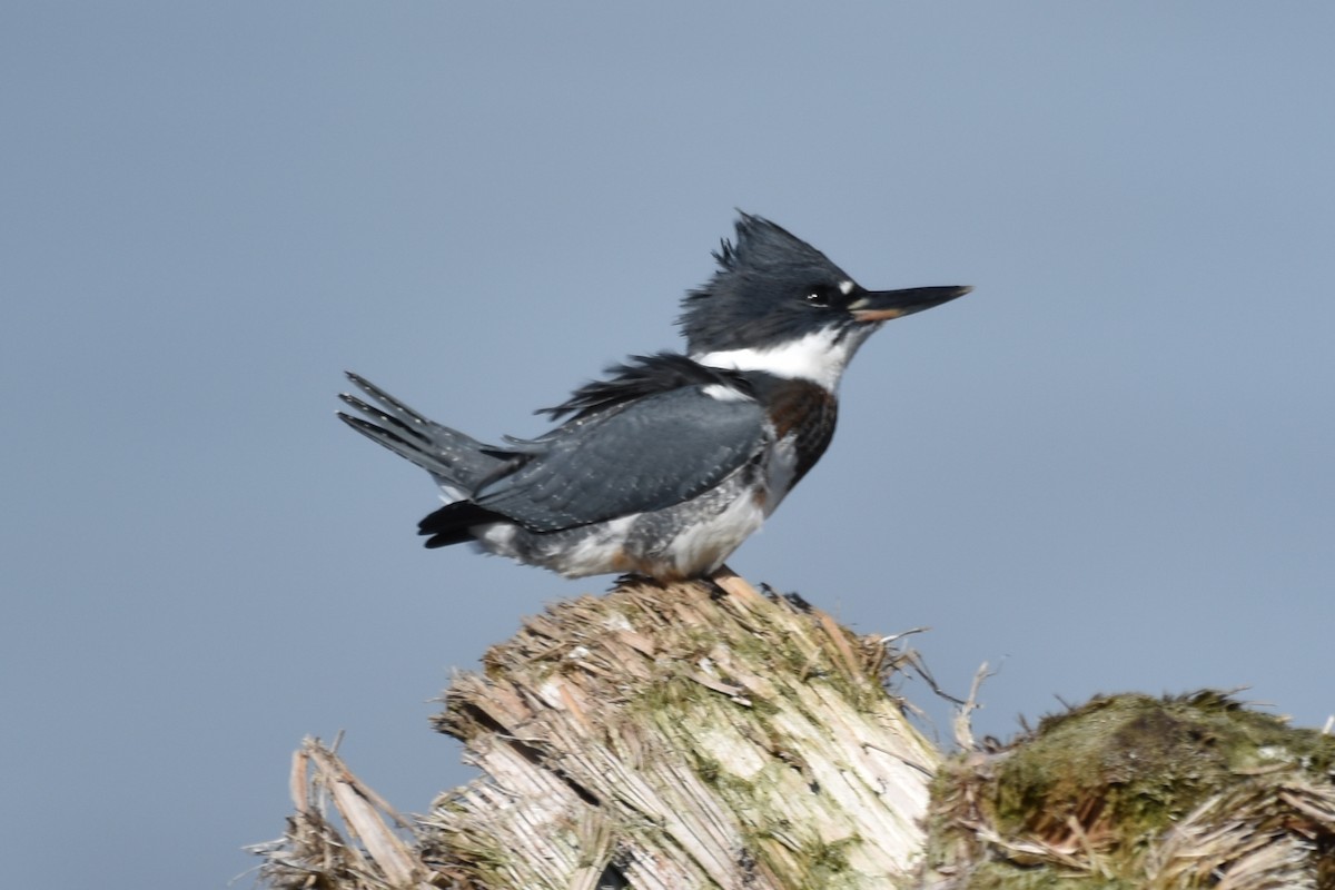 Belted Kingfisher - ML500064111