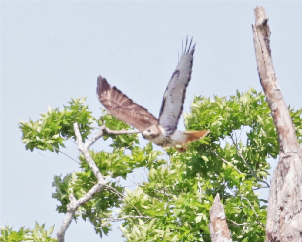 Red-tailed Hawk (umbrinus) - Janette Brogan