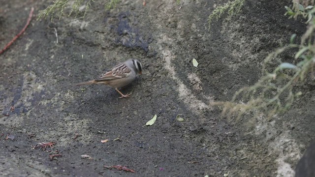 White-crowned Sparrow - ML500065341