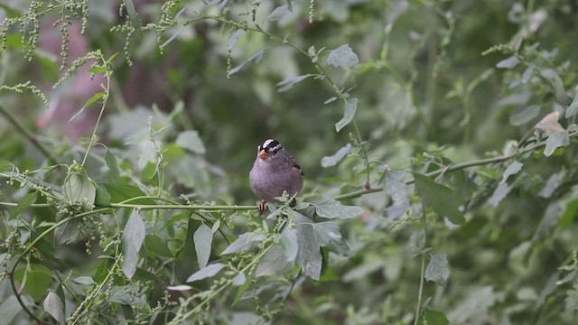 White-crowned Sparrow - ML500065351