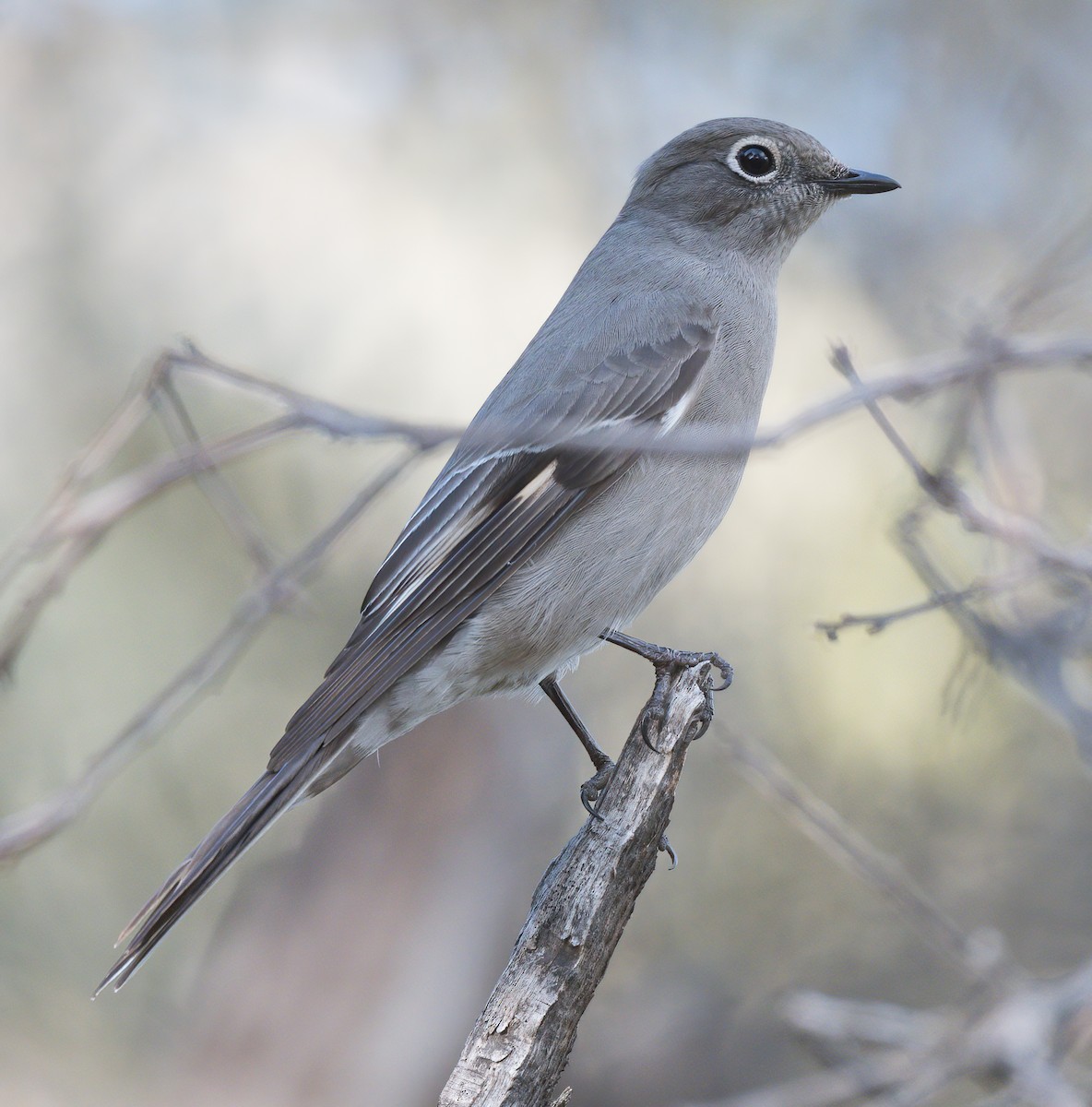 Townsend's Solitaire - Kevin Ash