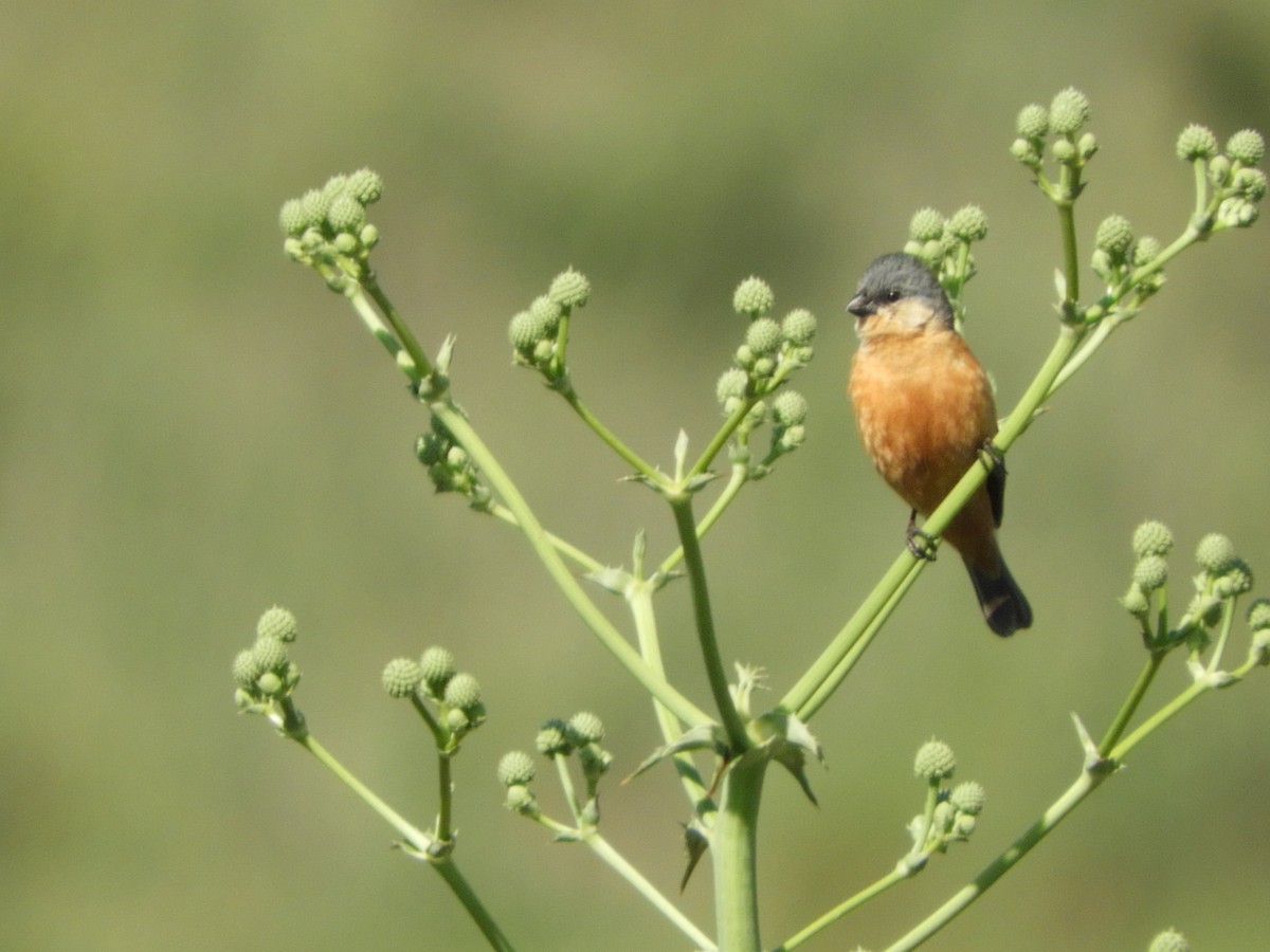 Tawny-bellied Seedeater - ML500073291