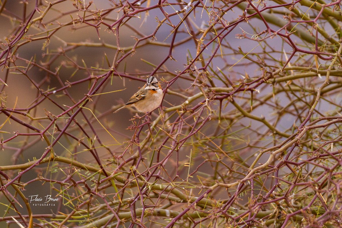 Rufous-collared Sparrow - ML500076431