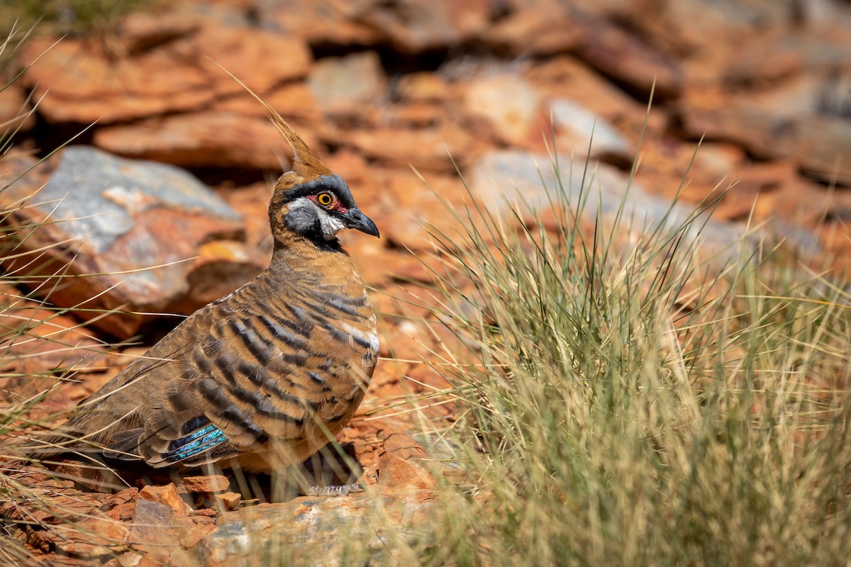 Spinifex Pigeon - ML500081101