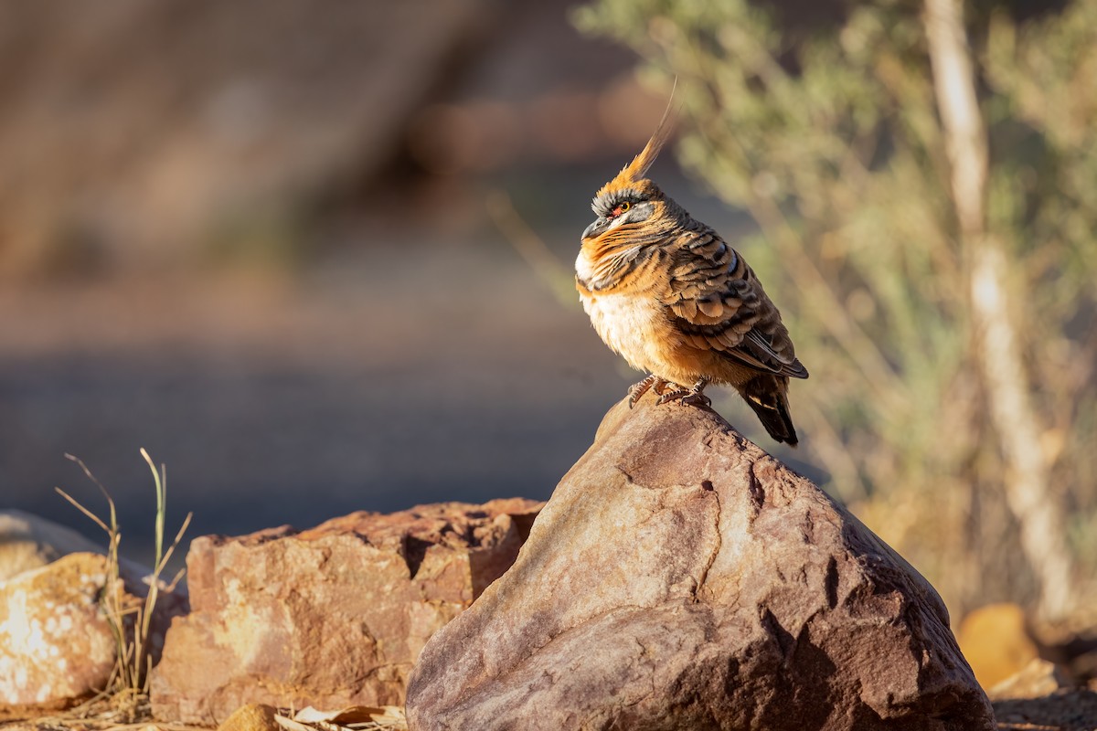 Spinifex Pigeon - Anonymous