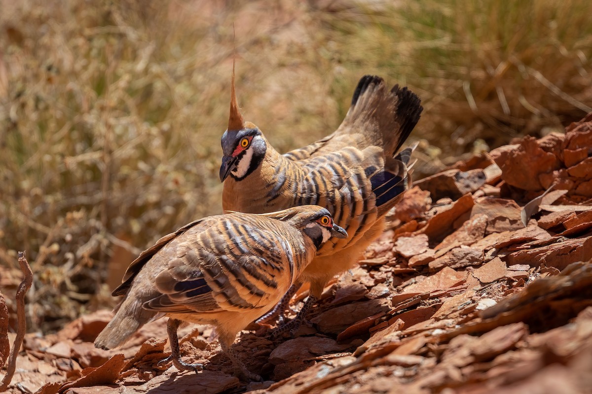 Spinifex Pigeon - ML500081121