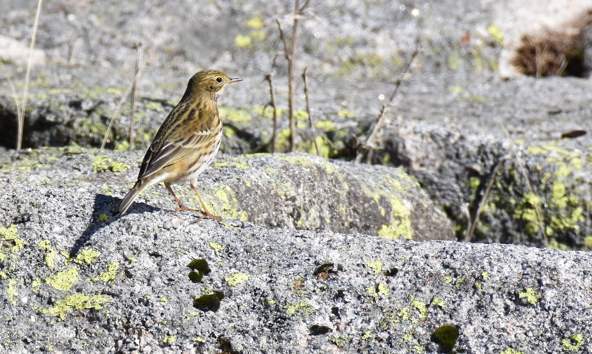 Meadow Pipit - ML500082821