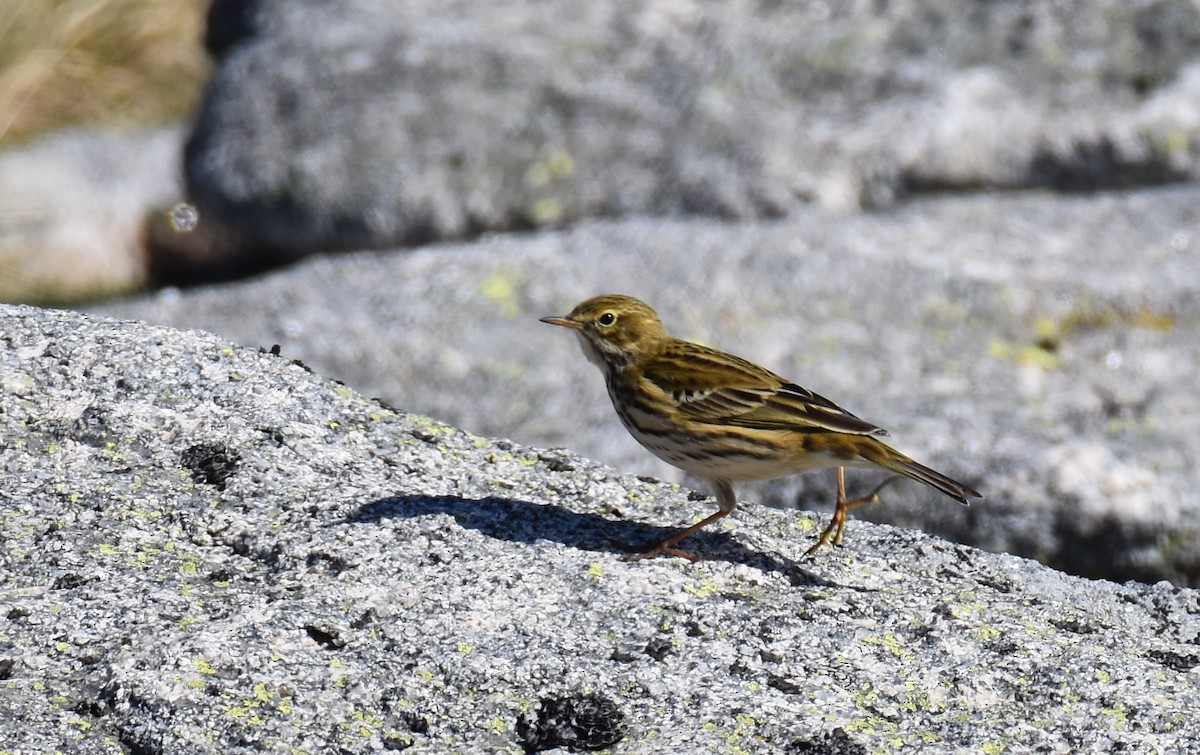 Meadow Pipit - ML500082851
