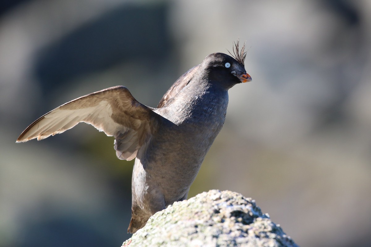Crested Auklet - ML500083381