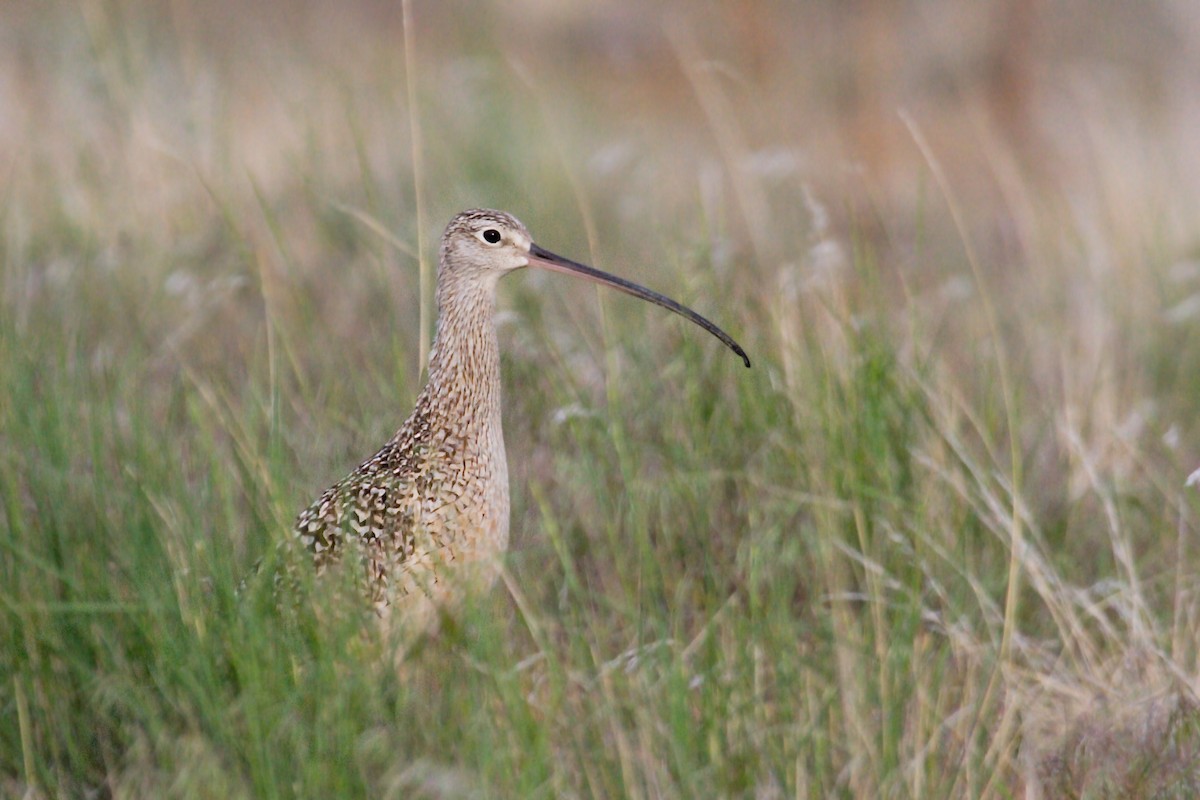 Long-billed Curlew - ML50008481