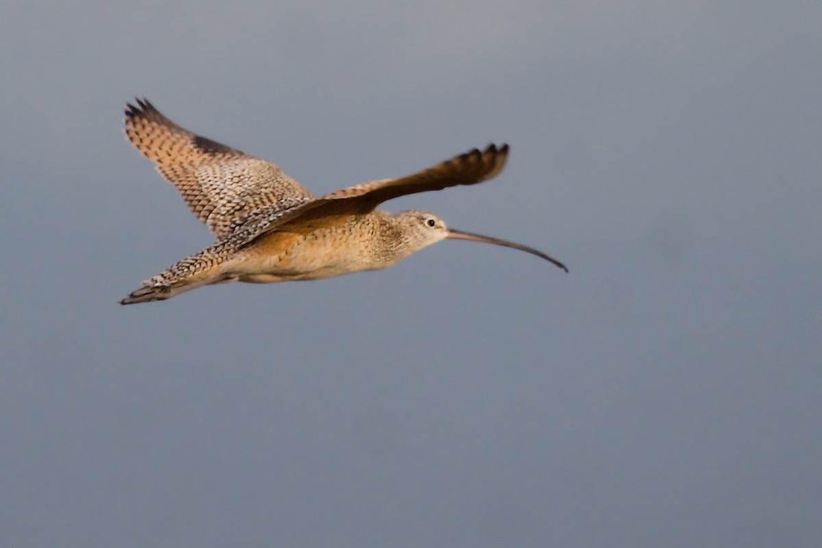 Long-billed Curlew - ML50008491